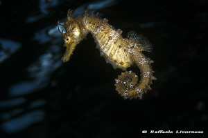 Hippocampus guttulatus, swimming near the surface by Raffaele Livornese 